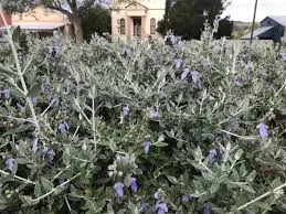 Teucrium fruticans — katalog fotoğrafı