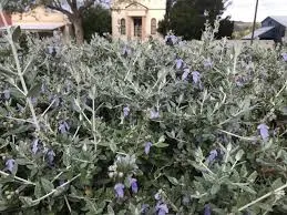 Teucrium fruticans — katalog fotoğrafı