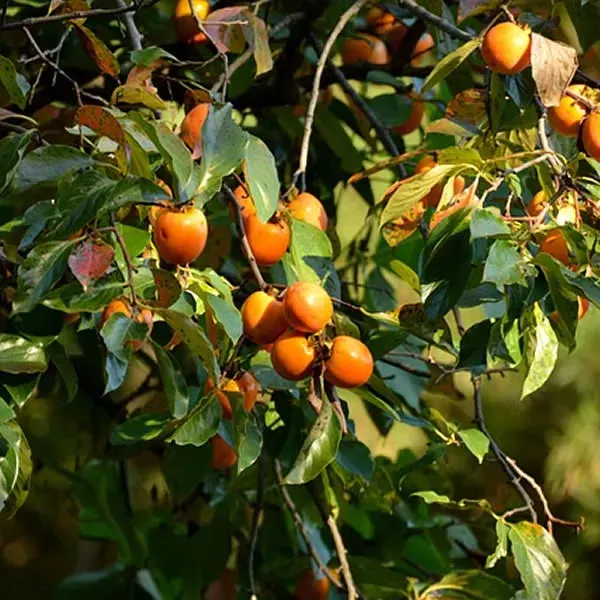 Diospyros kaki — katalog fotoğrafı