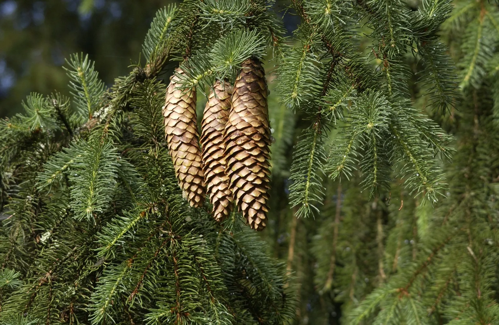 Picea abies — katalog fotoğrafı