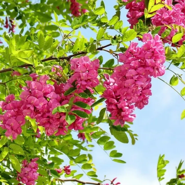 Robinia hispida — katalog fotoğrafı