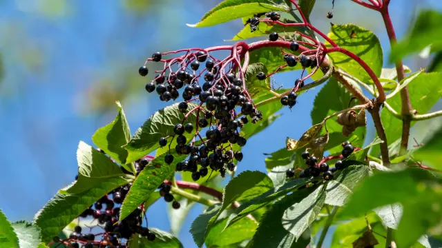 Sambucus nigra — katalog fotoğrafı