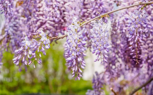 Wisteria sinensis — katalog fotoğrafı