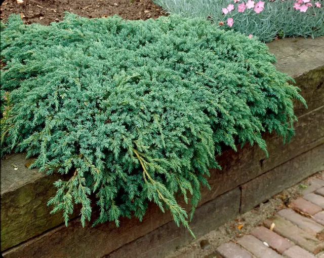 Juniperus squamata ‘Blue Carpet’ — katalog fotoğrafı