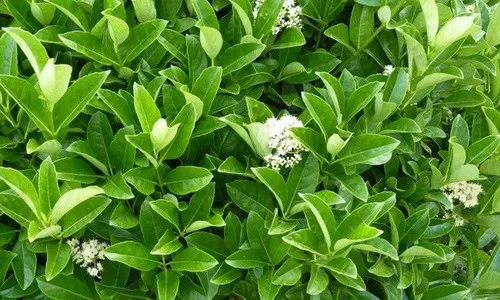 Viburnum lucidum — katalog fotoğrafı