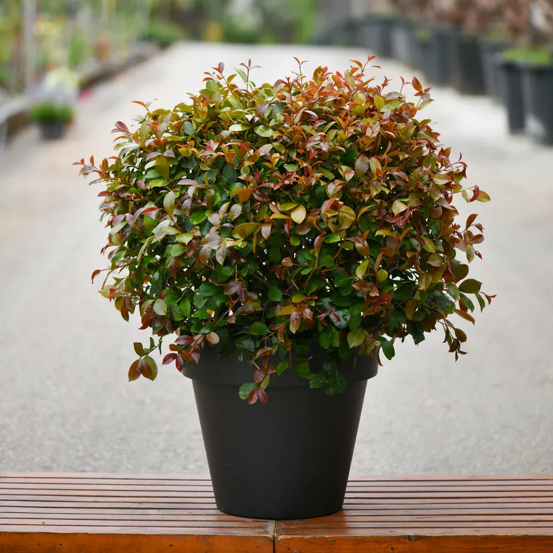Eugenia ‘Etna Fire’ — katalog fotoğrafı