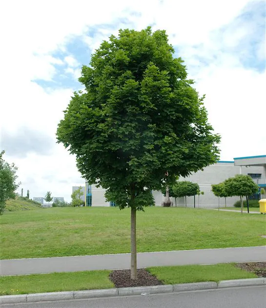 Acer platanoides ‘Deborah’ — katalog fotoğrafı