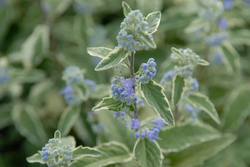 Caryopteris × clandonensis ‘White Surprise’ — katalog fotoğrafı