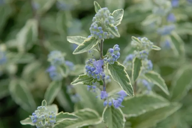 Caryopteris × clandonensis ‘White Surprise’ — katalog fotoğrafı