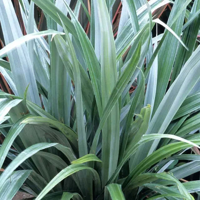 Astelia chathamica ‘Silver Spear’ — katalog fotoğrafı