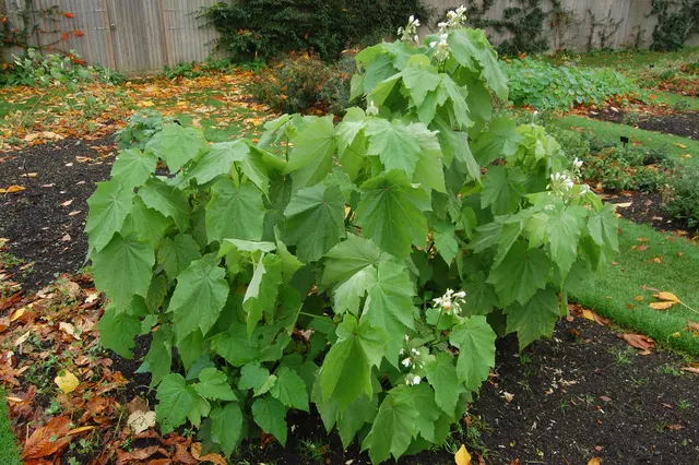 Sparmannia africana — katalog fotoğrafı