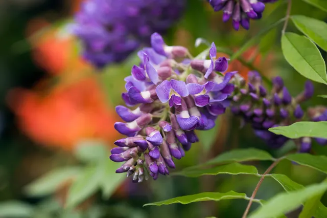 Wisteria frutescens ‘Amethyst Fall’ — katalog fotoğrafı