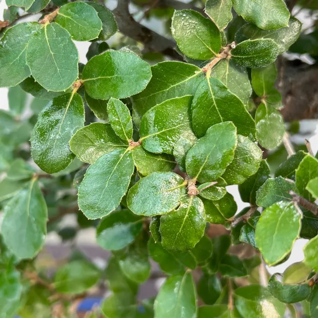 Quercus suber — katalog fotoğrafı