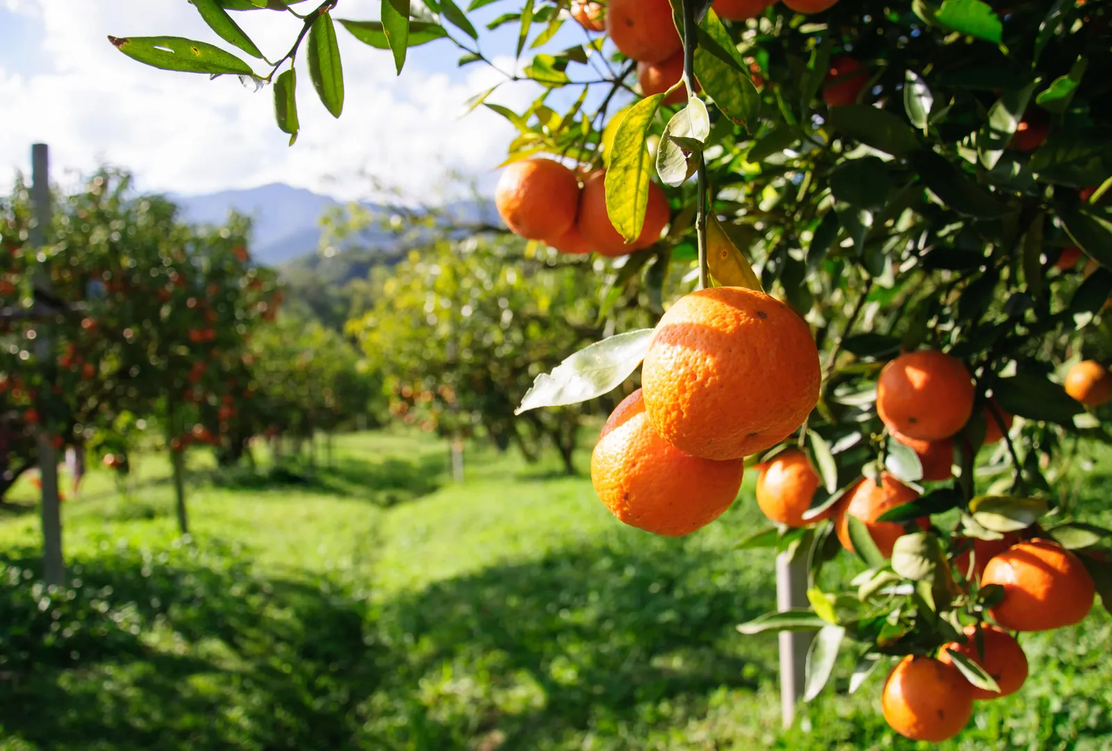 Citrus sinensis — katalog fotoğrafı