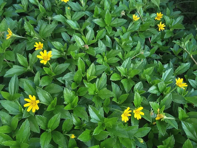 Wedelia trilobata — katalog fotoğrafı