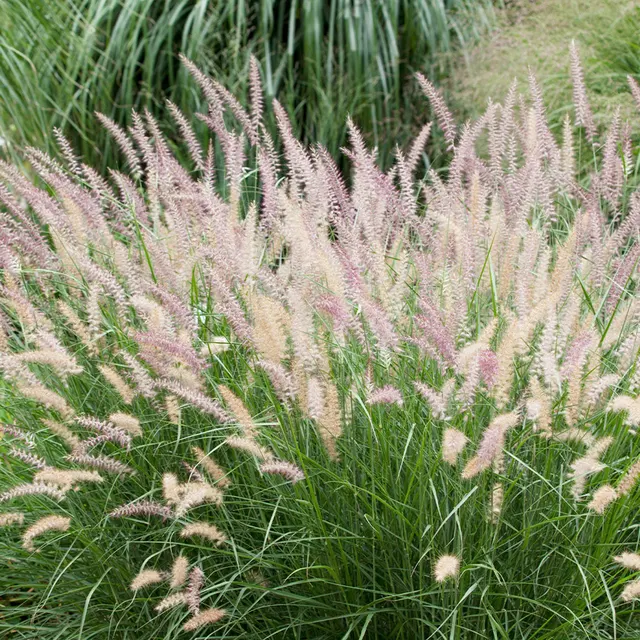 Pennisetum alopecuroides ‘Little Bunny’ — katalog fotoğrafı