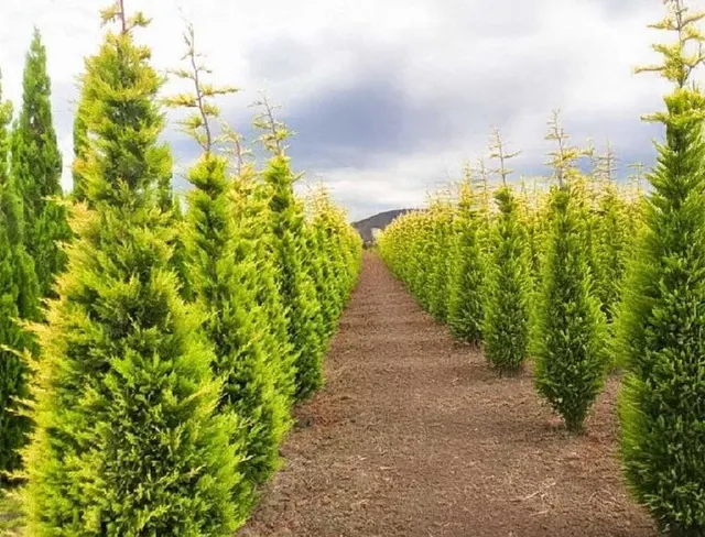 Cupressocyparis leylandii ‘Pyramidalis Aurea’ — katalog fotoğrafı