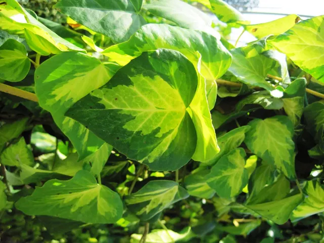 Hedera colchica ‘Sulphur Heart’ — katalog fotoğrafı