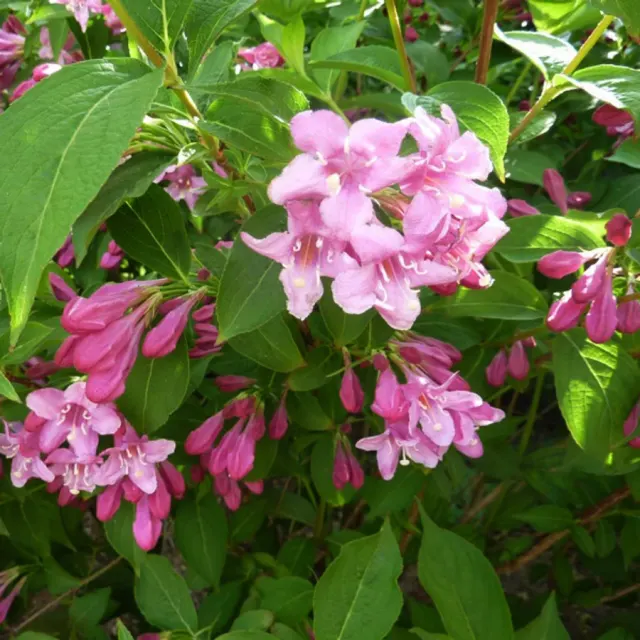 Weigela ‘Abel Carrière’ — katalog fotoğrafı