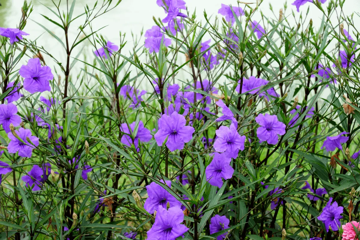 Ruellia squarrosa — katalog fotoğrafı