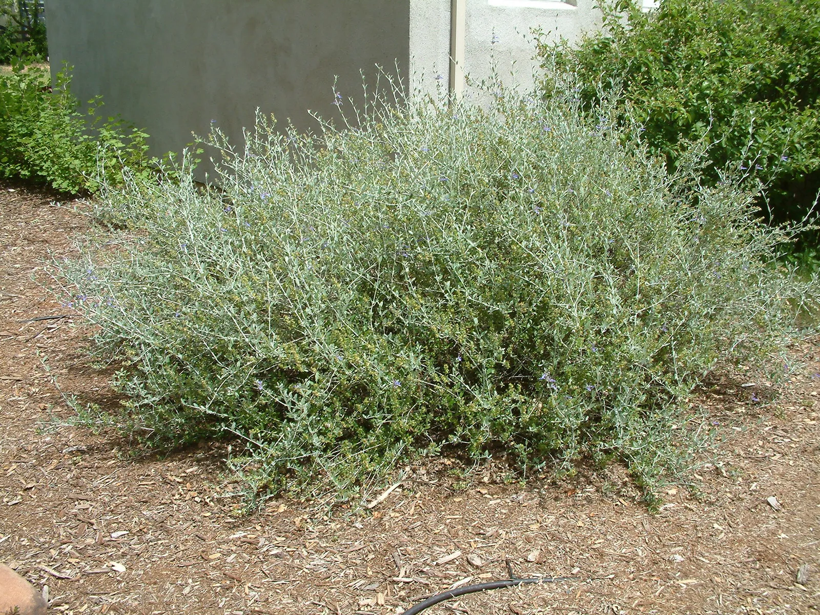 Teucrium ‘Azureum’ — katalog fotoğrafı