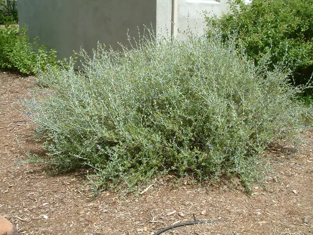 Teucrium ‘Azureum’ — katalog fotoğrafı