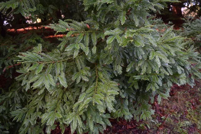 Sequoia sempervirens — katalog fotoğrafı