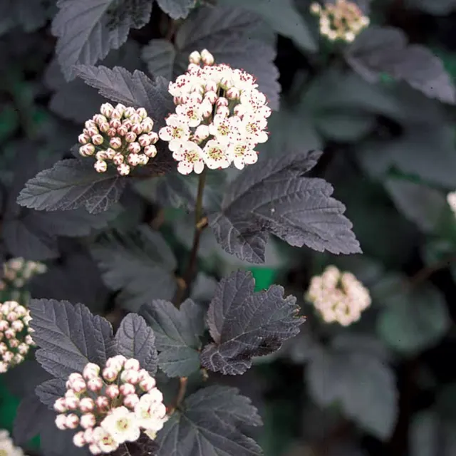 Physocarpus opulifolius ‘Diabolo’ — katalog fotoğrafı