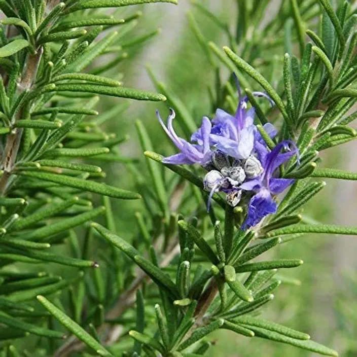 Rosmarinus officinalis — katalog fotoğrafı
