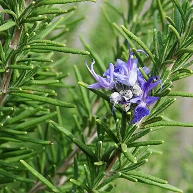 Rosmarinus officinalis — katalog fotoğrafı