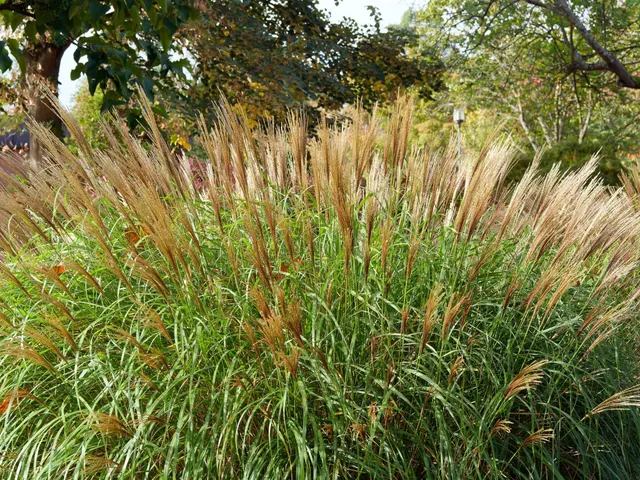Calamagrostis × acutiflora ‘Karl Foerster’ — katalog fotoğrafı