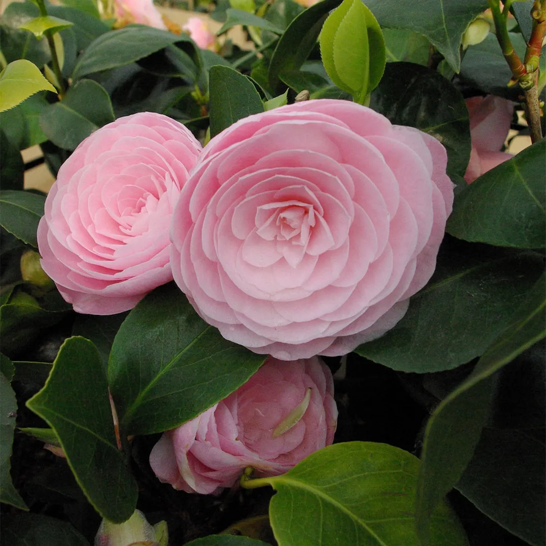 Camellia japonica ‘Pearl Maxwell’ — katalog fotoğrafı