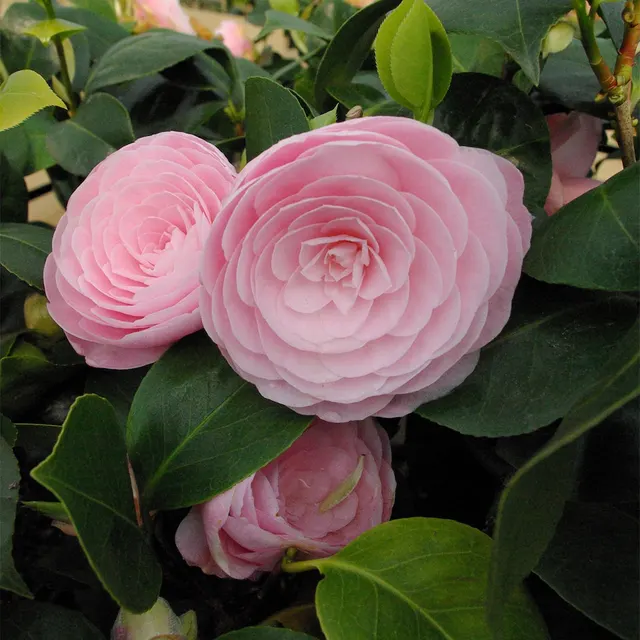 Camellia japonica ‘Pearl Maxwell’ — katalog fotoğrafı