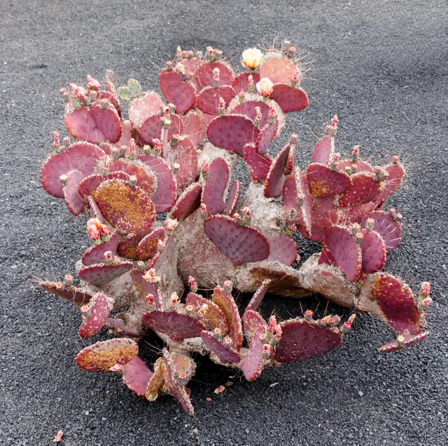 Opuntia macrocentra — katalog fotoğrafı