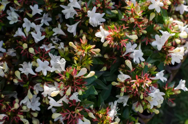Abelia × grandiflora ‘Prostrata’ — katalog fotoğrafı
