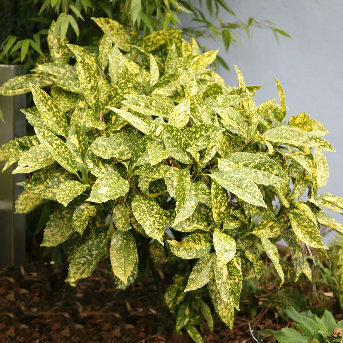 Aucuba japonica ‘Crotonifolia Gold’ — katalog fotoğrafı