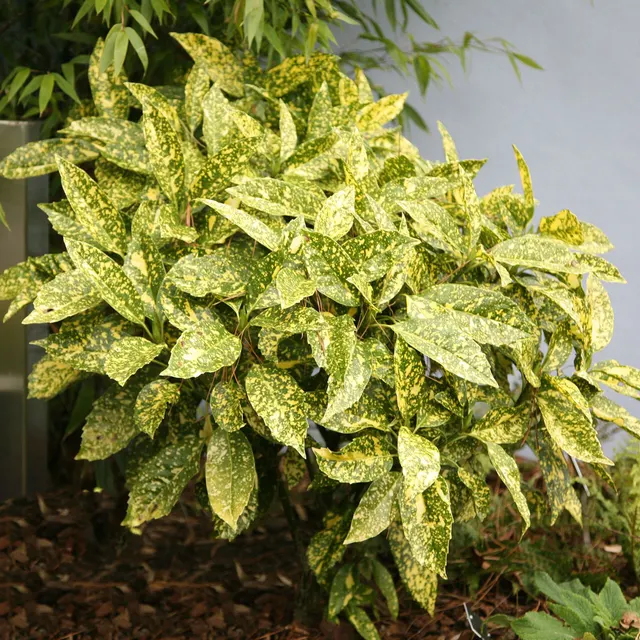 Aucuba japonica ‘Crotonifolia Gold’ — katalog fotoğrafı