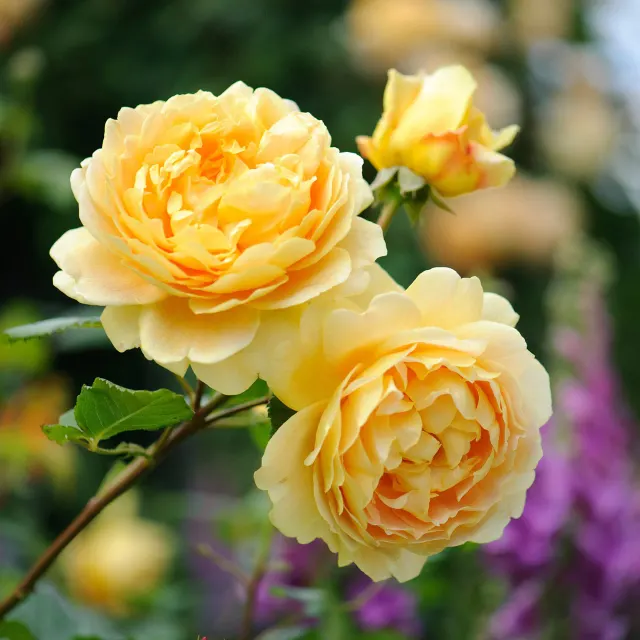 Golden Celebration® — katalog fotoğrafı