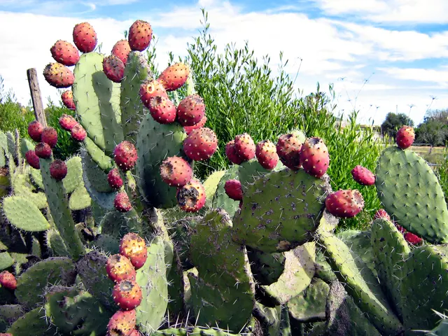 Opuntia ficus-indica — katalog fotoğrafı