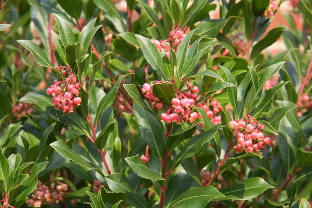 Arbutus unedo — katalog fotoğrafı