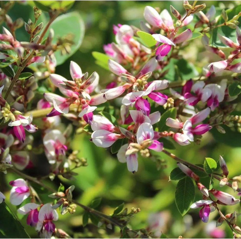 Lespedeza thunbergii ‘Edo Shibori’ — katalog fotoğrafı