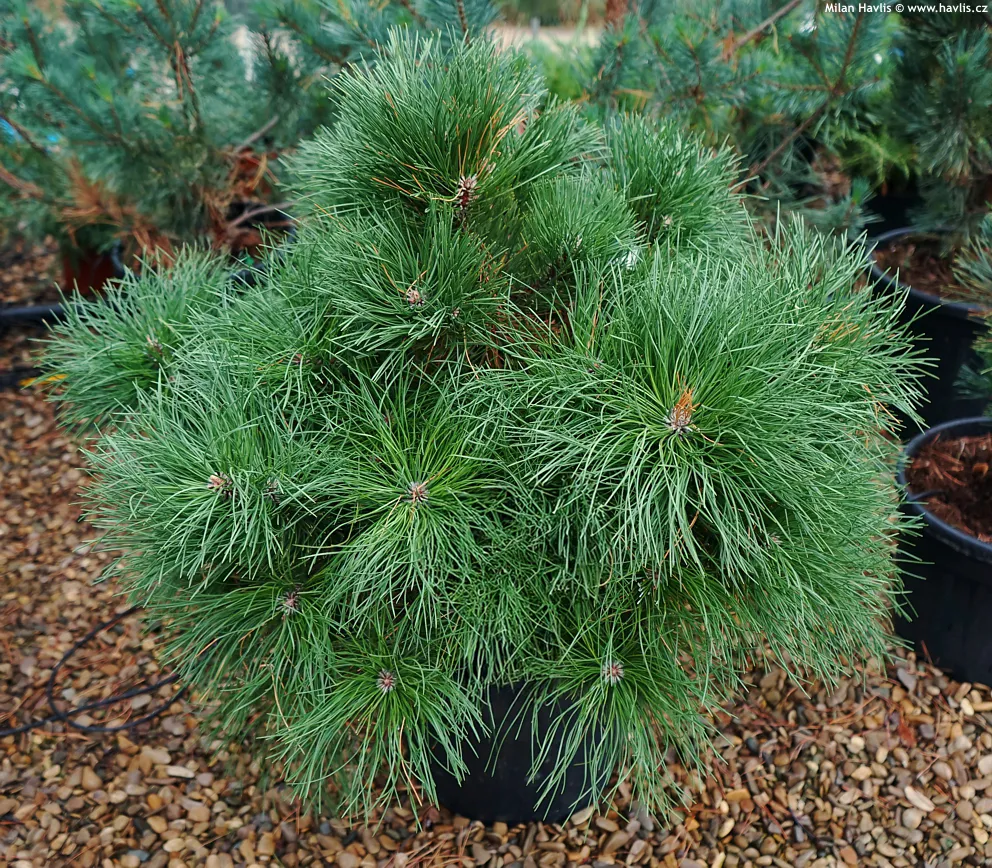 Pinus nigra ‘Hornibrookiana’ — katalog fotoğrafı