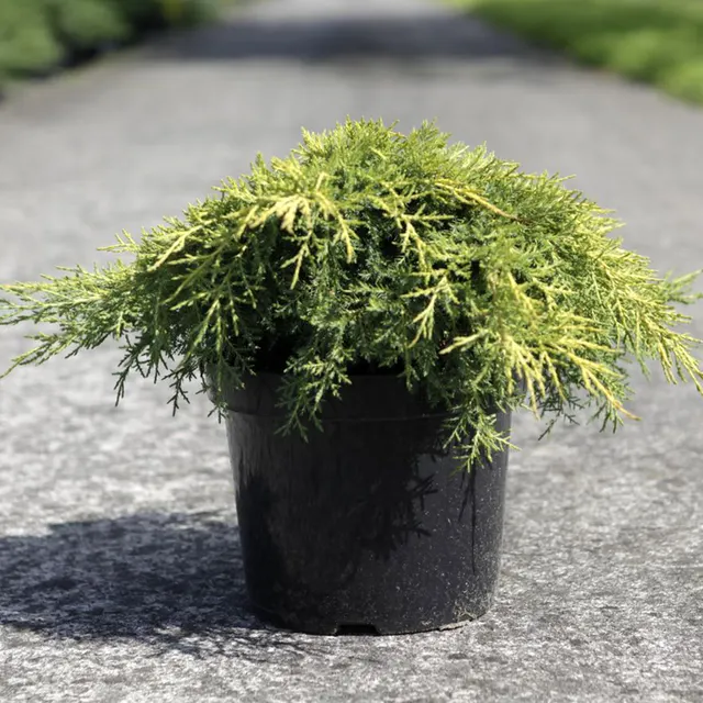 Juniperus × media ‘Gold Star’ — katalog fotoğrafı