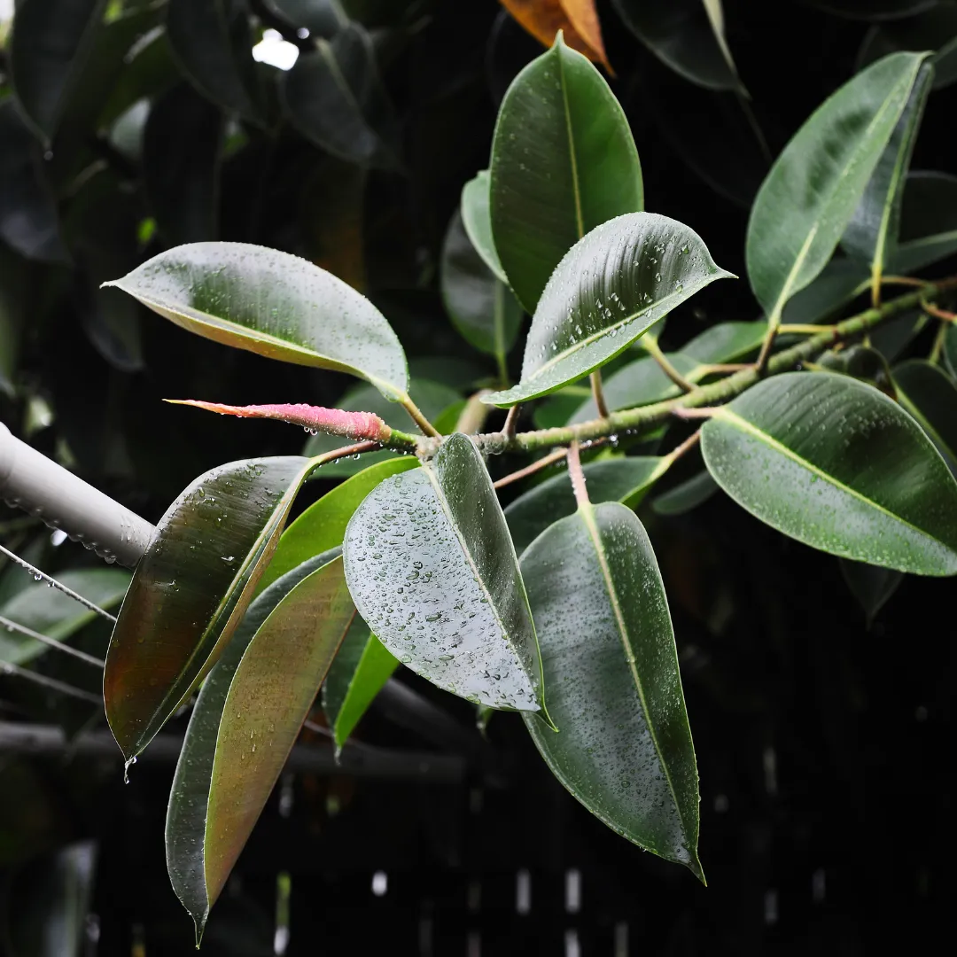 Ficus elastica — katalog fotoğrafı