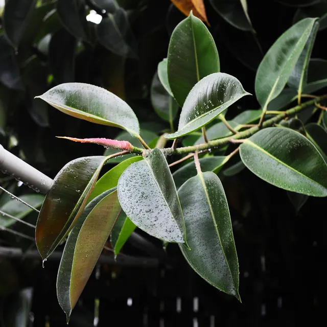 Ficus elastica — katalog fotoğrafı