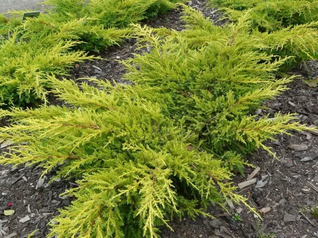 Juniperus × media ‘Gold Kissen’ — katalog fotoğrafı