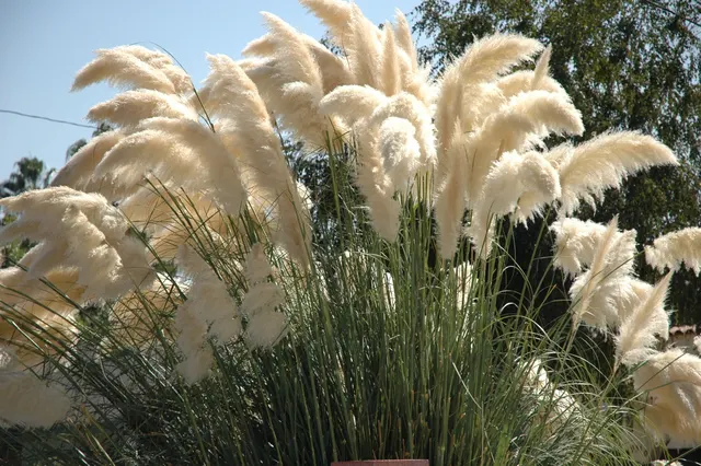 Cortaderia selloana — katalog fotoğrafı