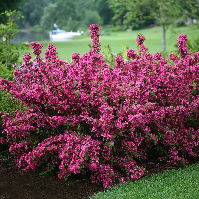 Weigela — katalog fotoğrafı