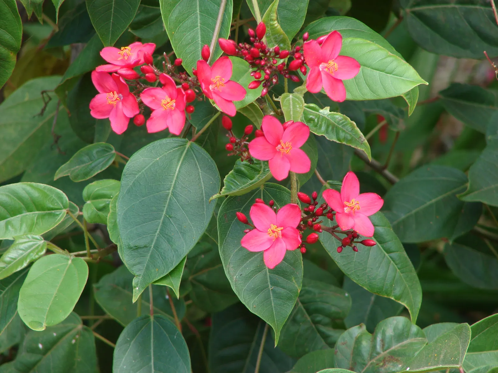 Jatropha integerrima — katalog fotoğrafı