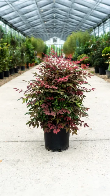 Nandina domestica ‘Obsessed’ (Seika) — katalog fotoğrafı